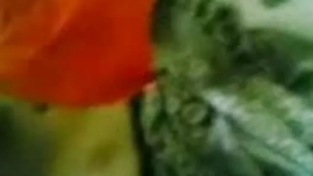 સોનેરી મમ્મી સાથે મોટી કુદરતી ડીંટડી કરે છે blowjob ગુજરાતી સેકસી ફુલ વીડીયો પહેલાં Facesitting અને સેક્સ
